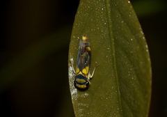 Dilobopterus hexapterus