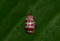 Asphaera quadrifasciata