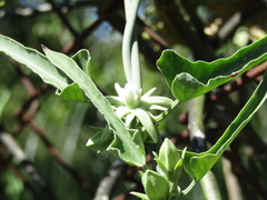 Araujia odorata