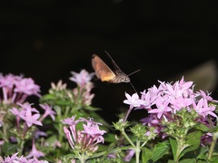 Macroglossum divergens