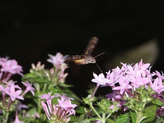 Macroglossum divergens