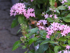 Macroglossum divergens