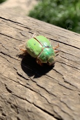 Brachysternus prasinus