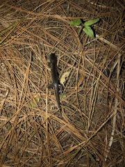 Blunt-Headed Salamander photo 4