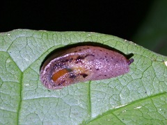Ostracolethinae
