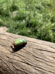 Brachysternus prasinus