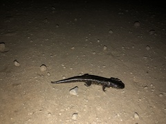 Blunt-Headed Salamander photo 3