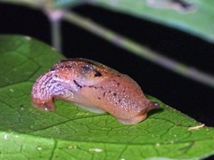 Ostracolethinae