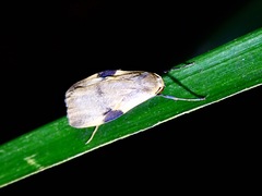 Macotasa nubeculoides