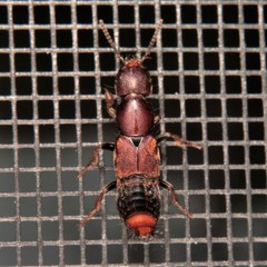 Platydracus zonatus