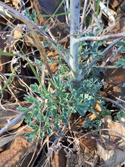 Ehrendorferia chrysantha