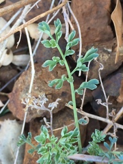 Ehrendorferia chrysantha