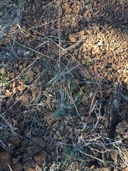 Ehrendorferia chrysantha