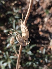 Ehrendorferia chrysantha