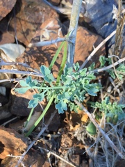 Ehrendorferia chrysantha