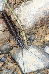 Austroperla cyrene