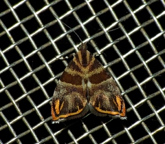 Anthophila cinctipes