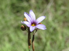 Sisyrinchium platense
