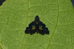 Tipuana albula