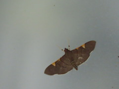 Coenostolopsis