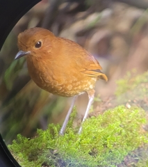 Grallaria saturata