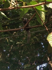 Callithrix penicillata