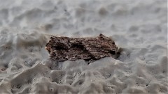 Agriophara confertella