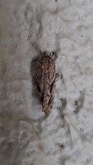 Agriophara confertella