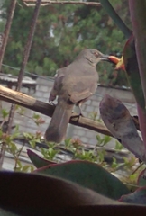 Toxostoma curvirostre