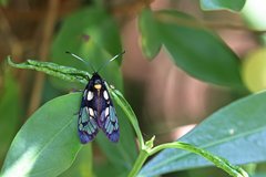 Trypanophora semihyalina