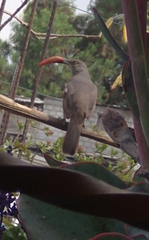 Toxostoma curvirostre