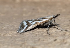 Sedenia rupalis