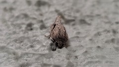 Agriophara confertella