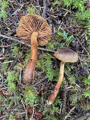 Cortinarius malicorius