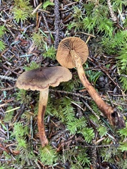 Cortinarius malicorius