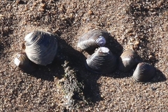 Corbicula fluminea