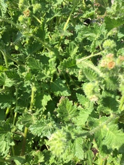 Phacelia malvifolia