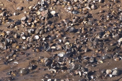 Corbicula fluminea