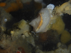 Pseudoceros canadensis