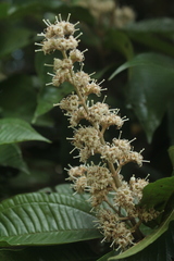 Miconia multispicata