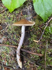 Cortinarius seidliae