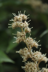 Miconia multispicata