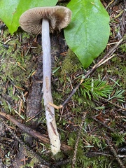 Cortinarius seidliae