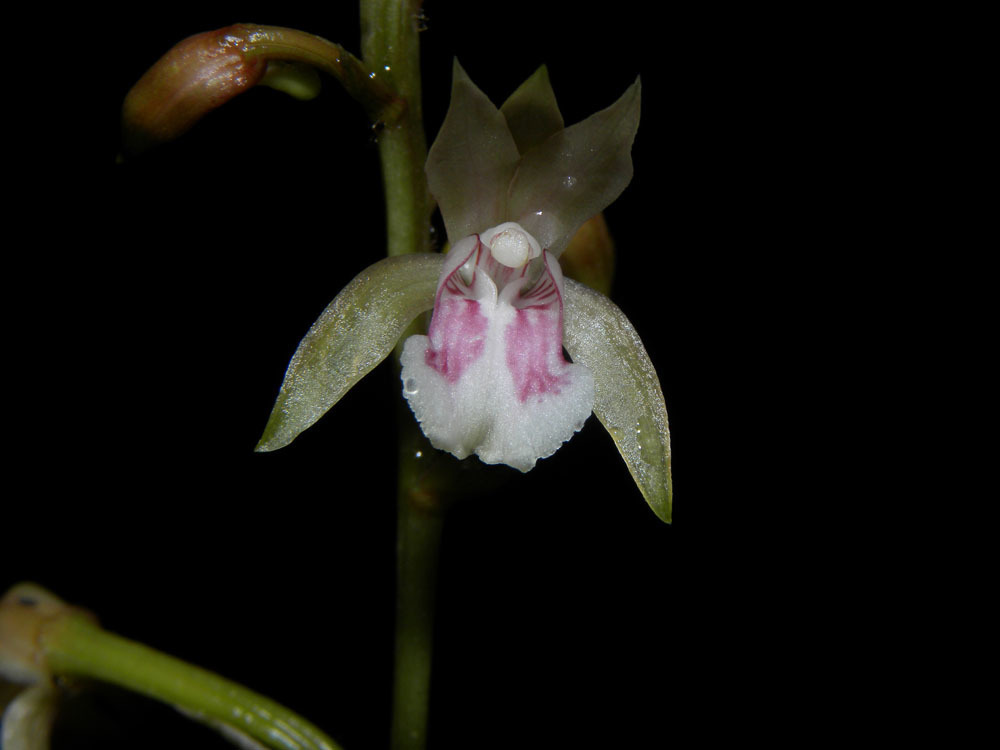 Orquídea monja africana (Plantas de Villavicencio) · iNaturalist