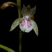 Monk Orchid - Photo (c) Reinaldo Aguilar, some rights reserved (CC BY-NC-SA)