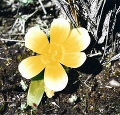 Moraea luteoalba