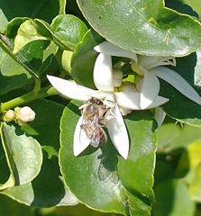 Apis mellifera