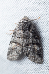 Brachylomia cascadia