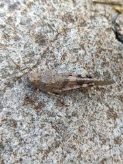 Trimerotropis ochraceipennis