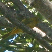 Piranga rubra image